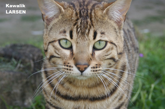 chat bengal